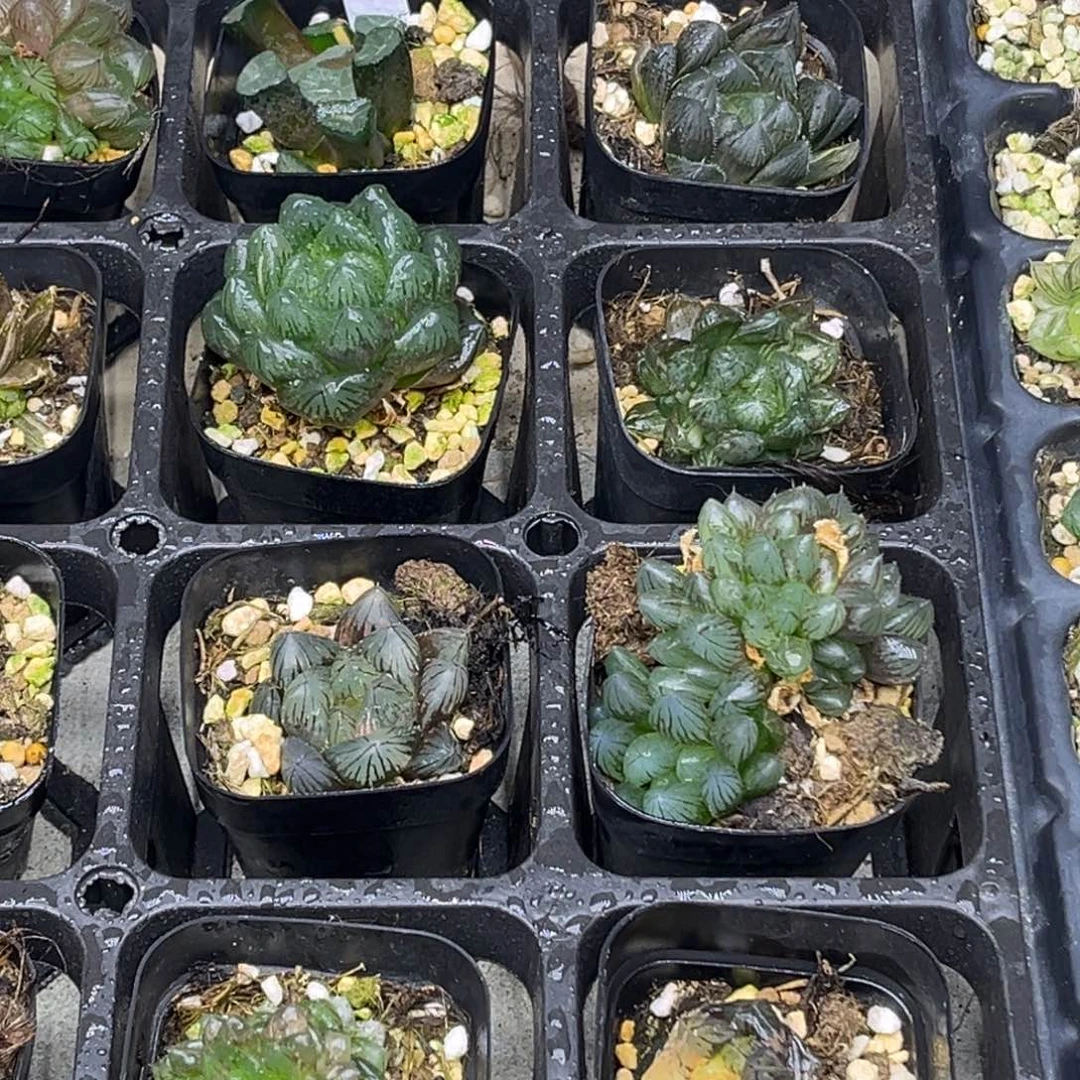 24 脱土包邮8颗福利