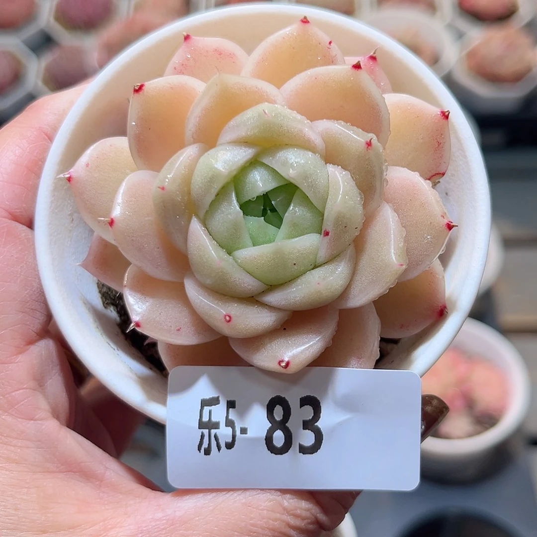 乐5-83 麦秆单头