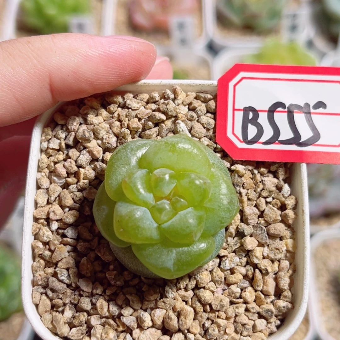 B555 一物一拍 无名