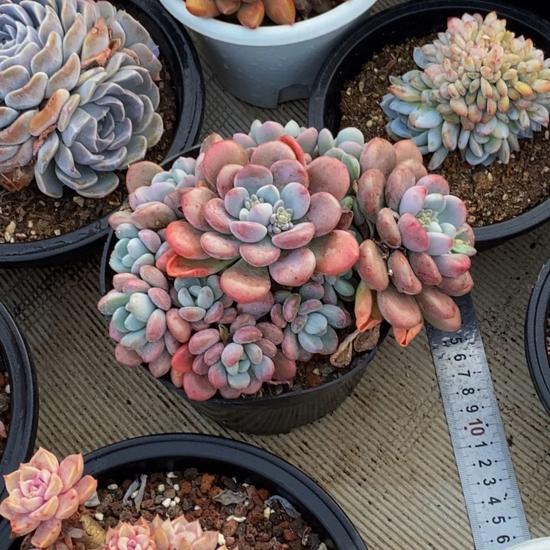 孙*娘48包邮一物一拍多肉