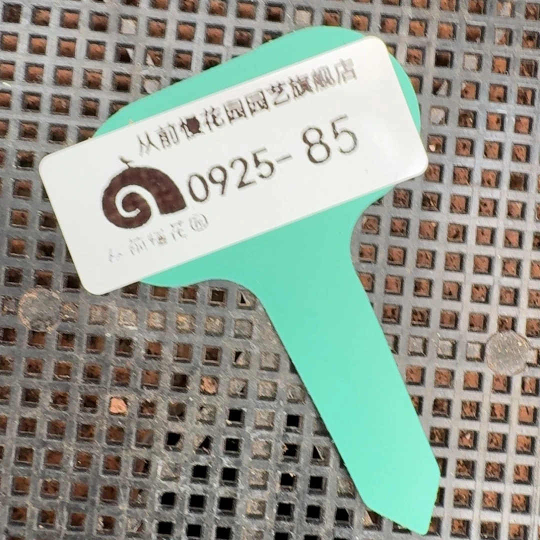 从前慢多肉精选编号0925.85
