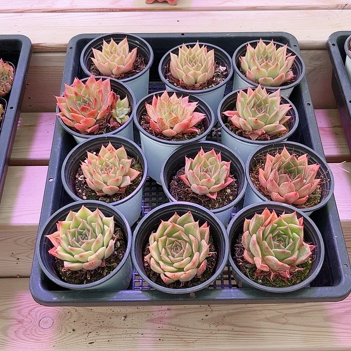 单头熙凤多肉植物