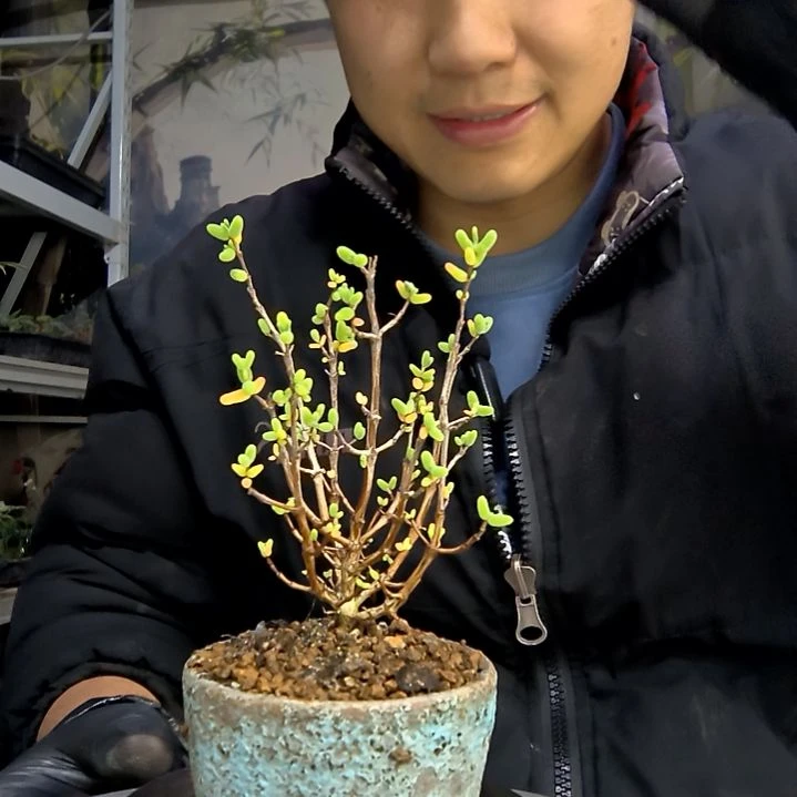 长***斤中青园艺一物一拍花210