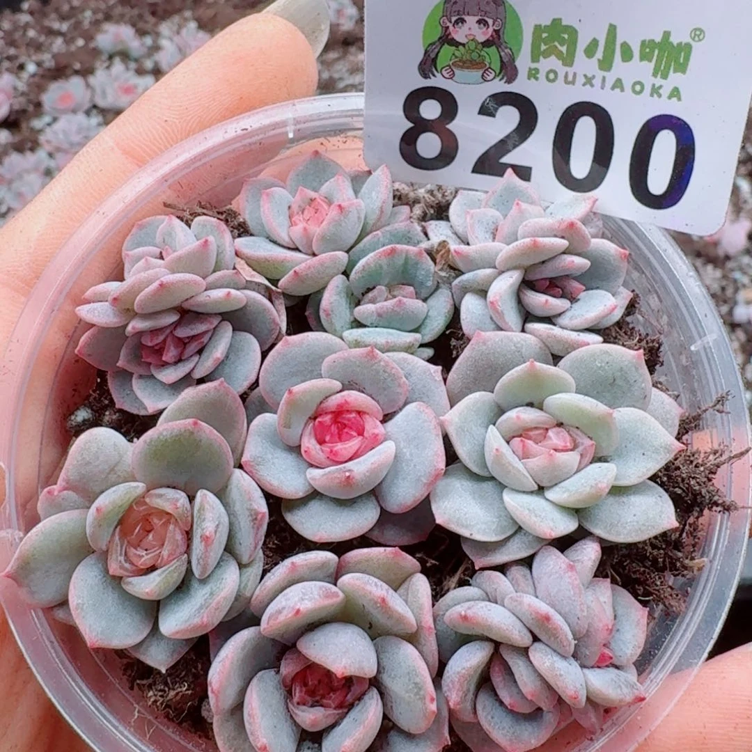 多肉植物多肉植物