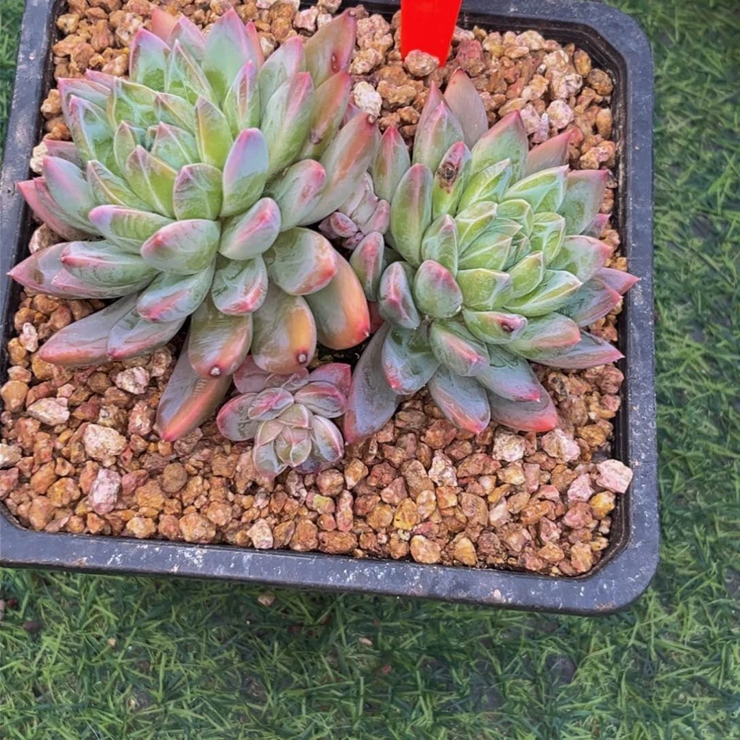 9043下午多肉植物群生