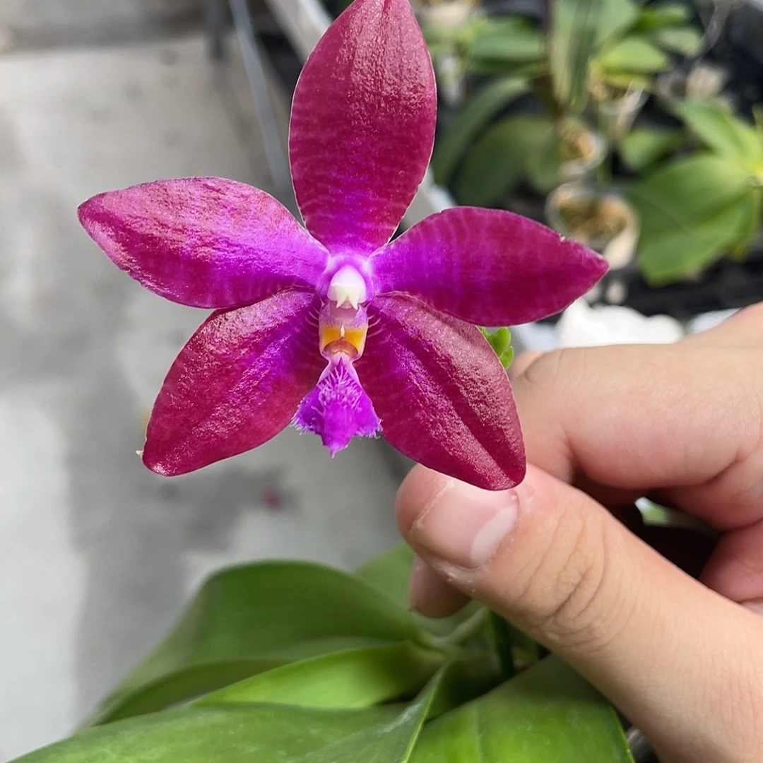 完全开放大花红路德分生 开花 7号