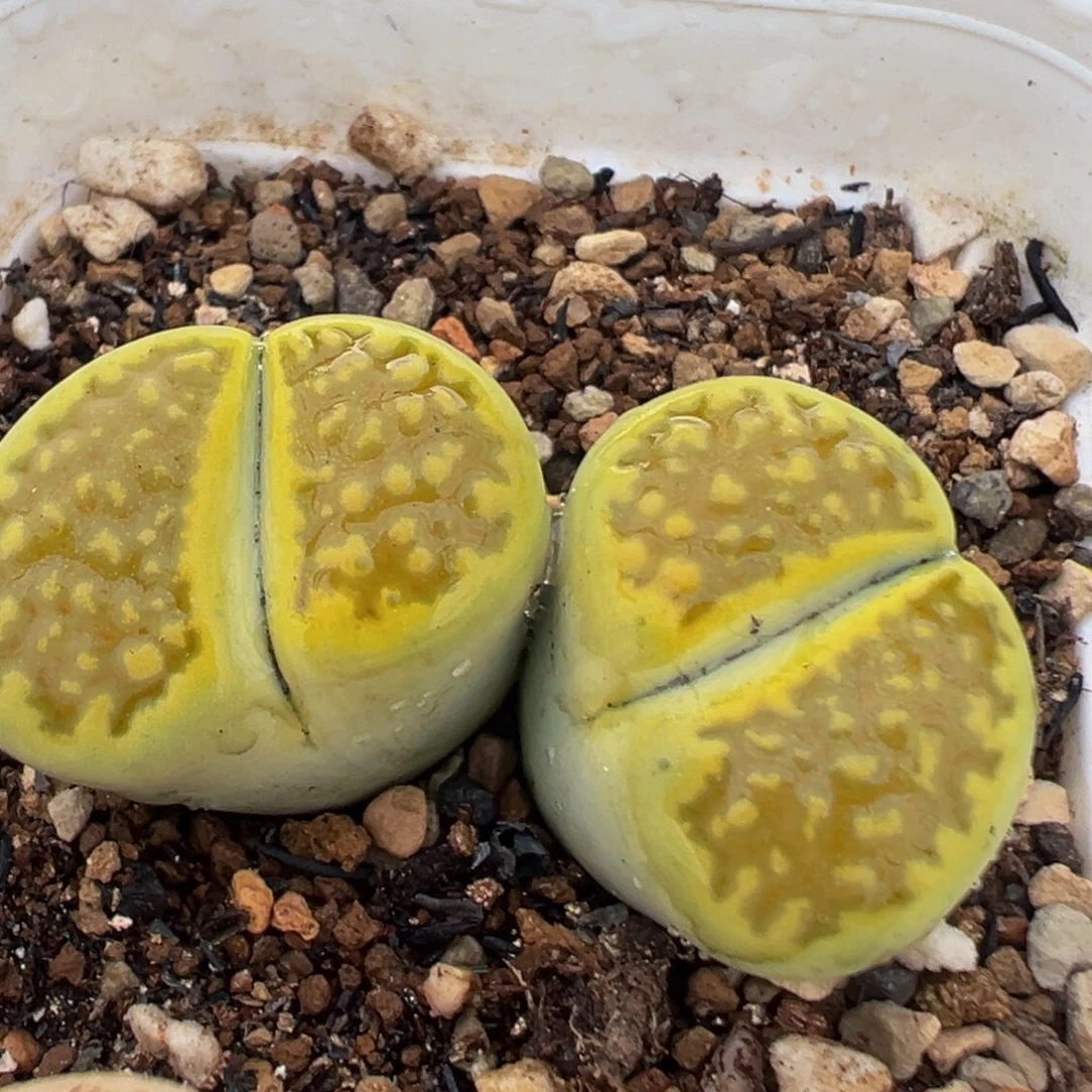156多肉植物百科植物