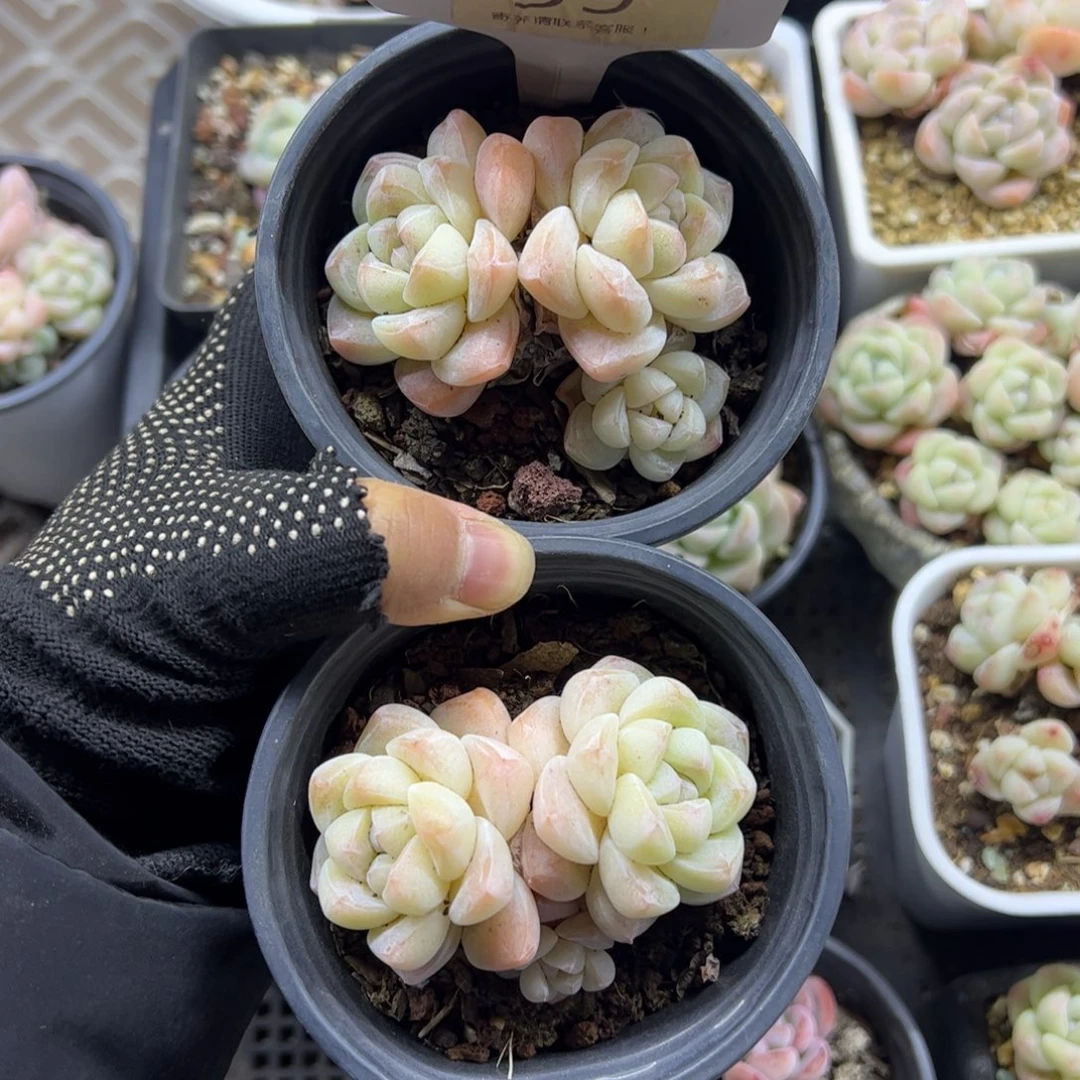 红陶659号冰玉小头不包整