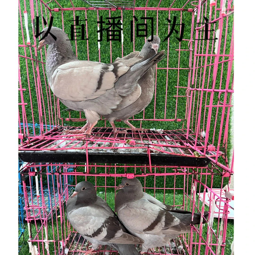 纯种大体落地王（十只）以直播间为主