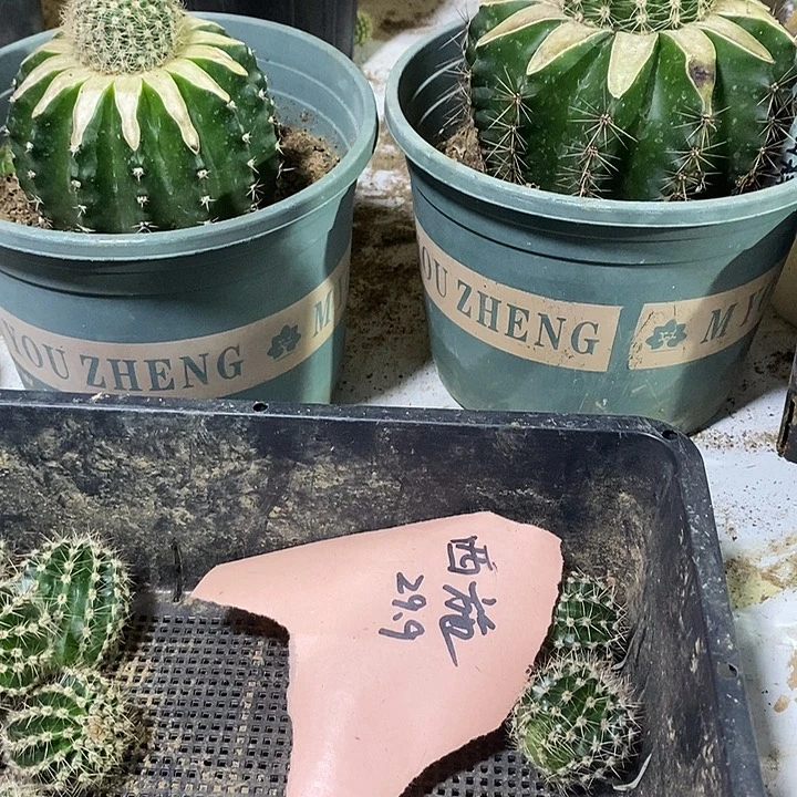 ༄***࿐万人迷彩草侧芽六公分一个