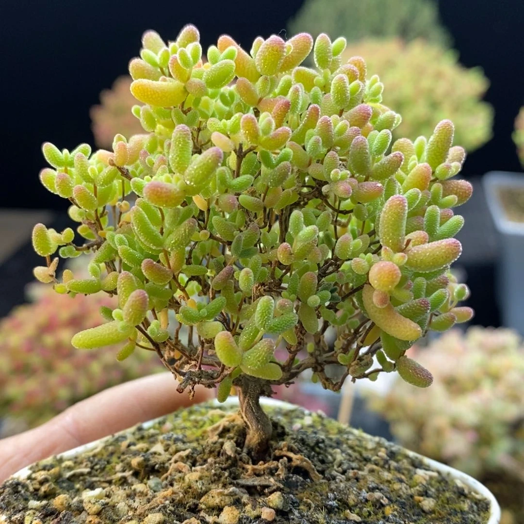 076蜜橘糖球。