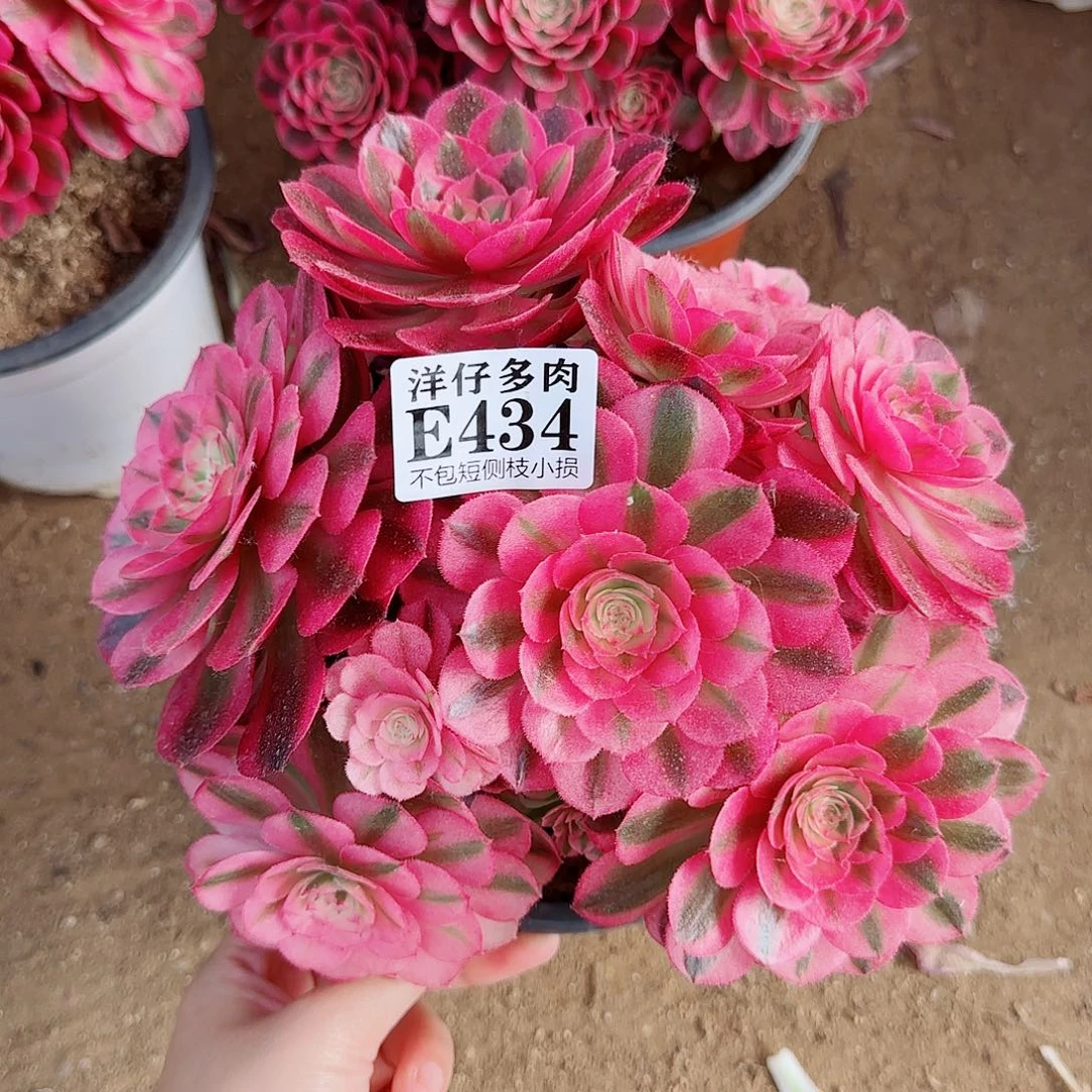 434倾城 冠幅20左右