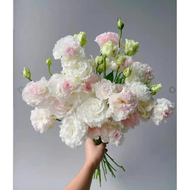 冰淇淋洋桔梗一束（为颜值而生）-静谧-摆放典雅明快