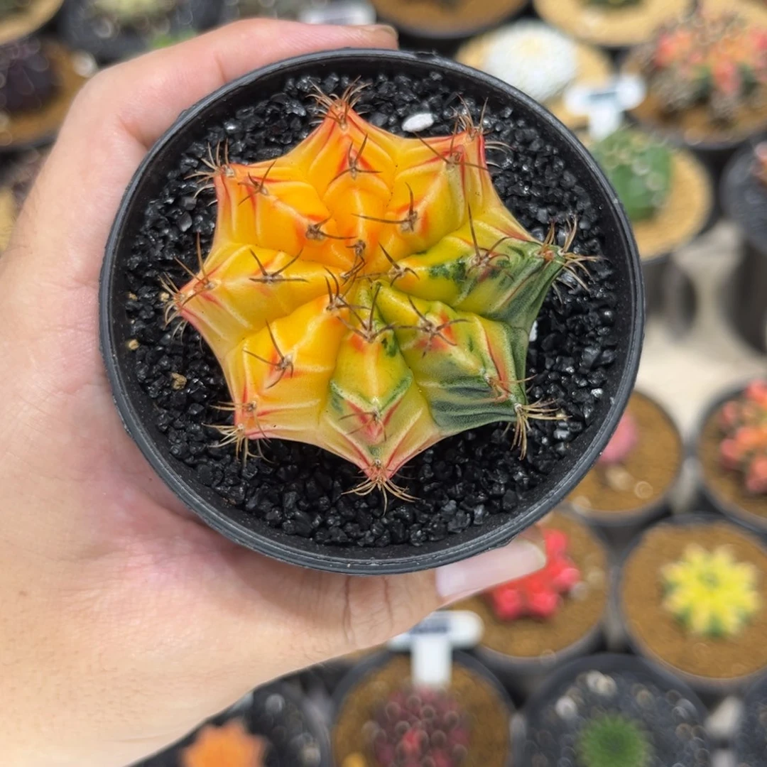 有***数实生根粉背微瑕特价