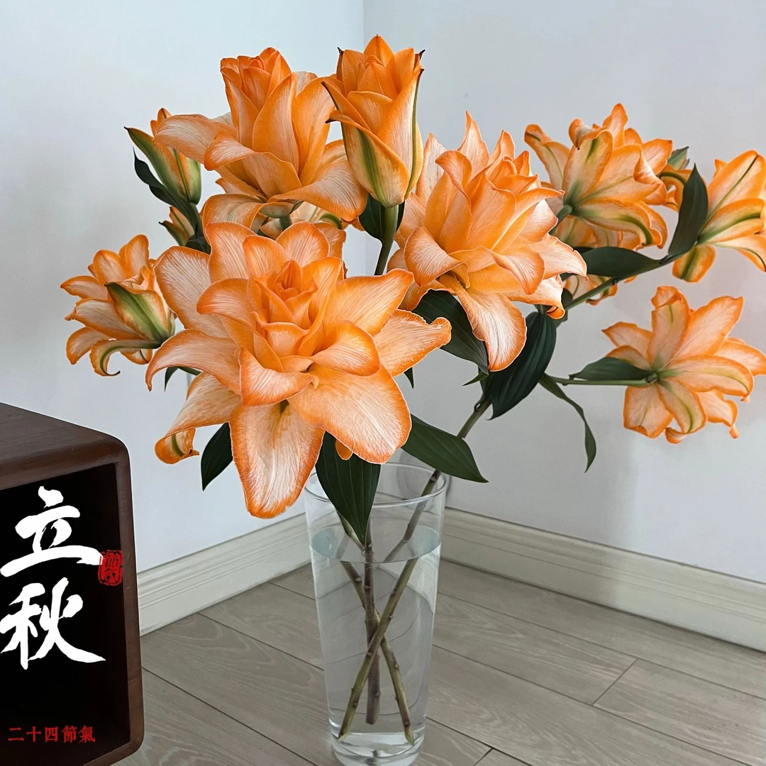【精选】心想事橙吸色重瓣百合  香味宜人