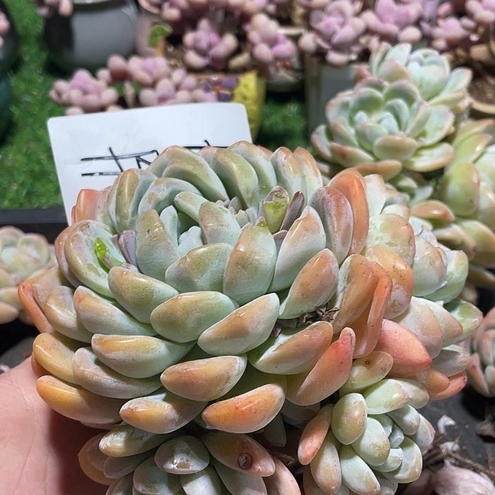 甜甜专拍冰玉群生多头