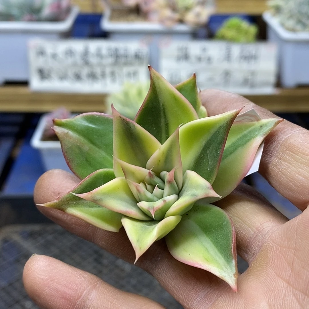 28118 藏宝图锦头盖