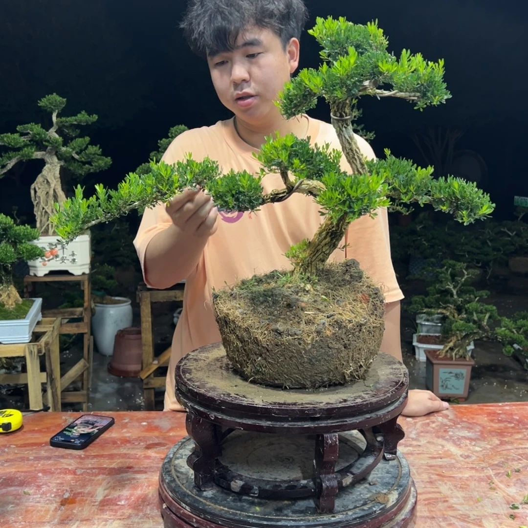 无花朵广东皱皮雀舌黄杨
