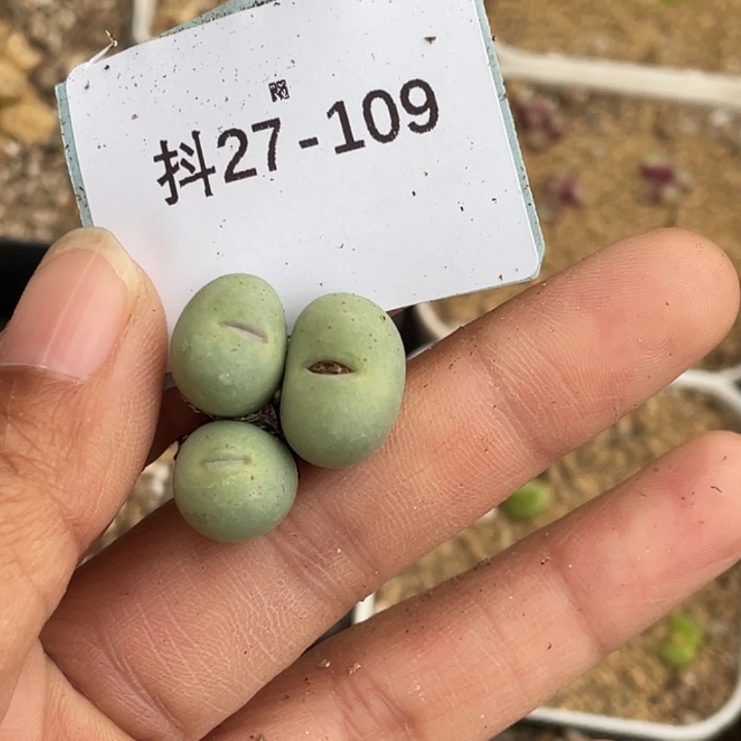 好**生27-109肉锥多肉植物