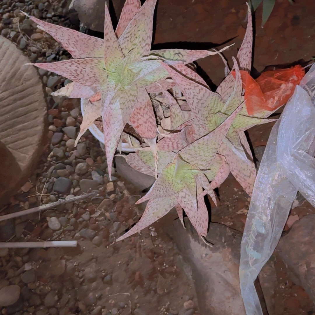 乐*块根植物块根植物块根