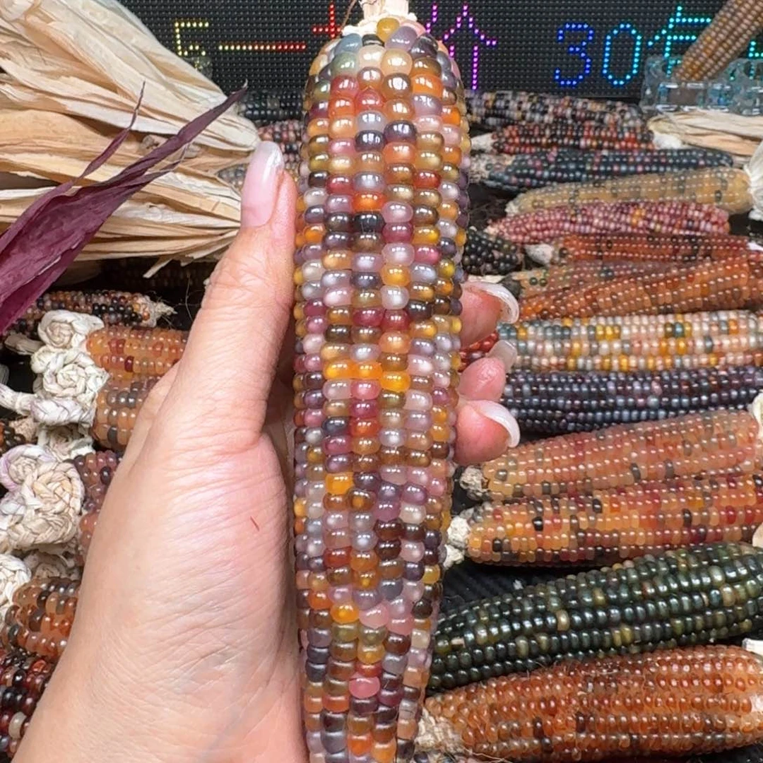 柏香籽/百香籽吊坠熬****东