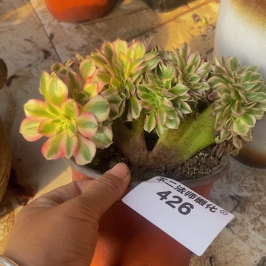 426，倾城缀不包邮