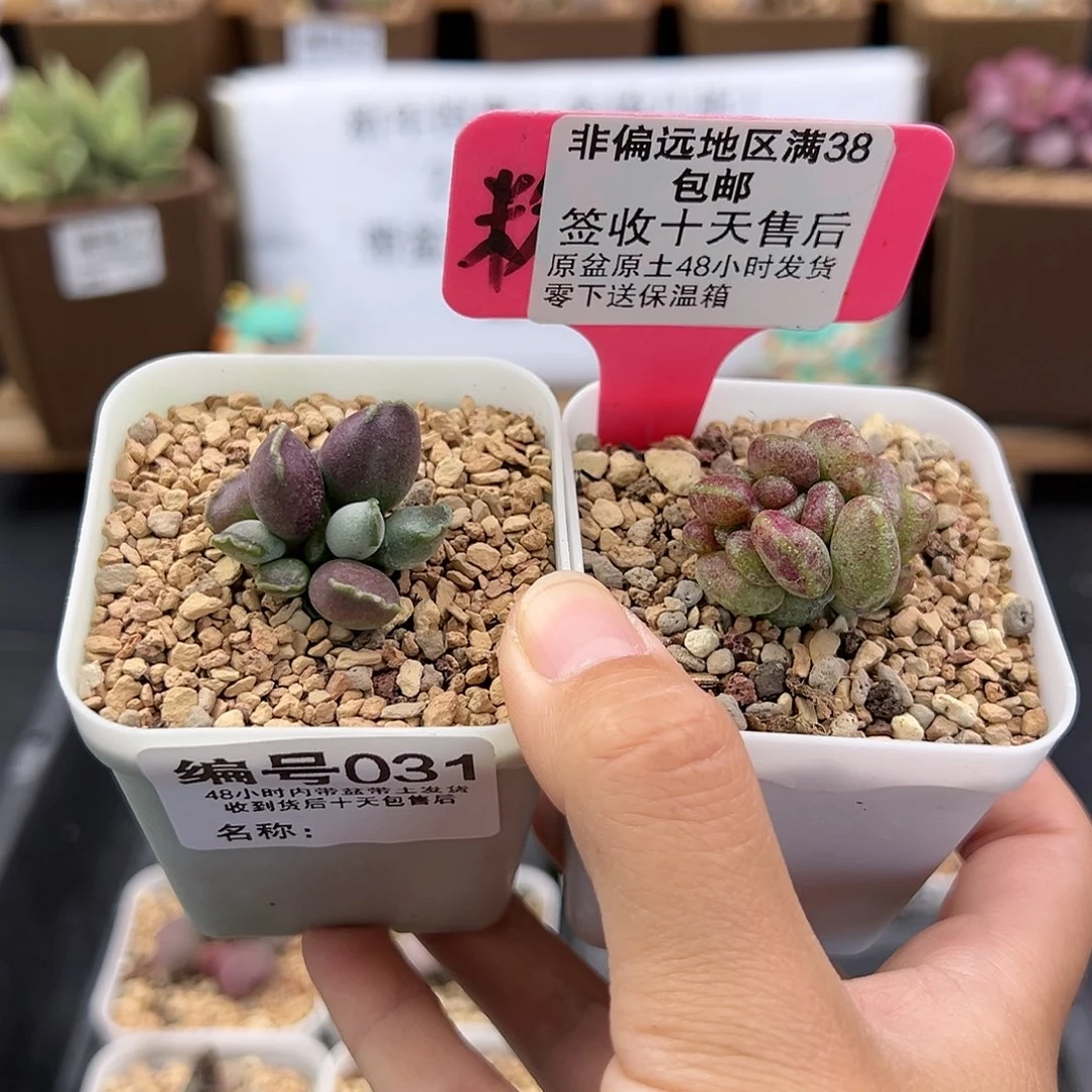 031紫肌海豹三代鼓锤