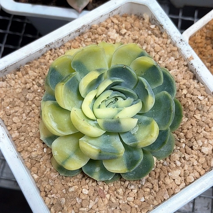 贝瑞黄锦多肉植物