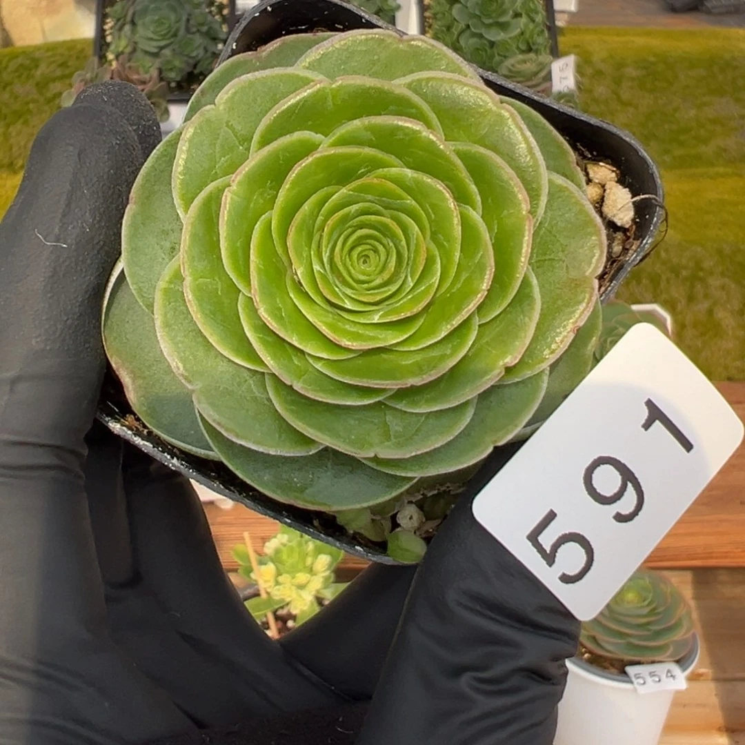 衡***奕591珠光叶优选6厘米