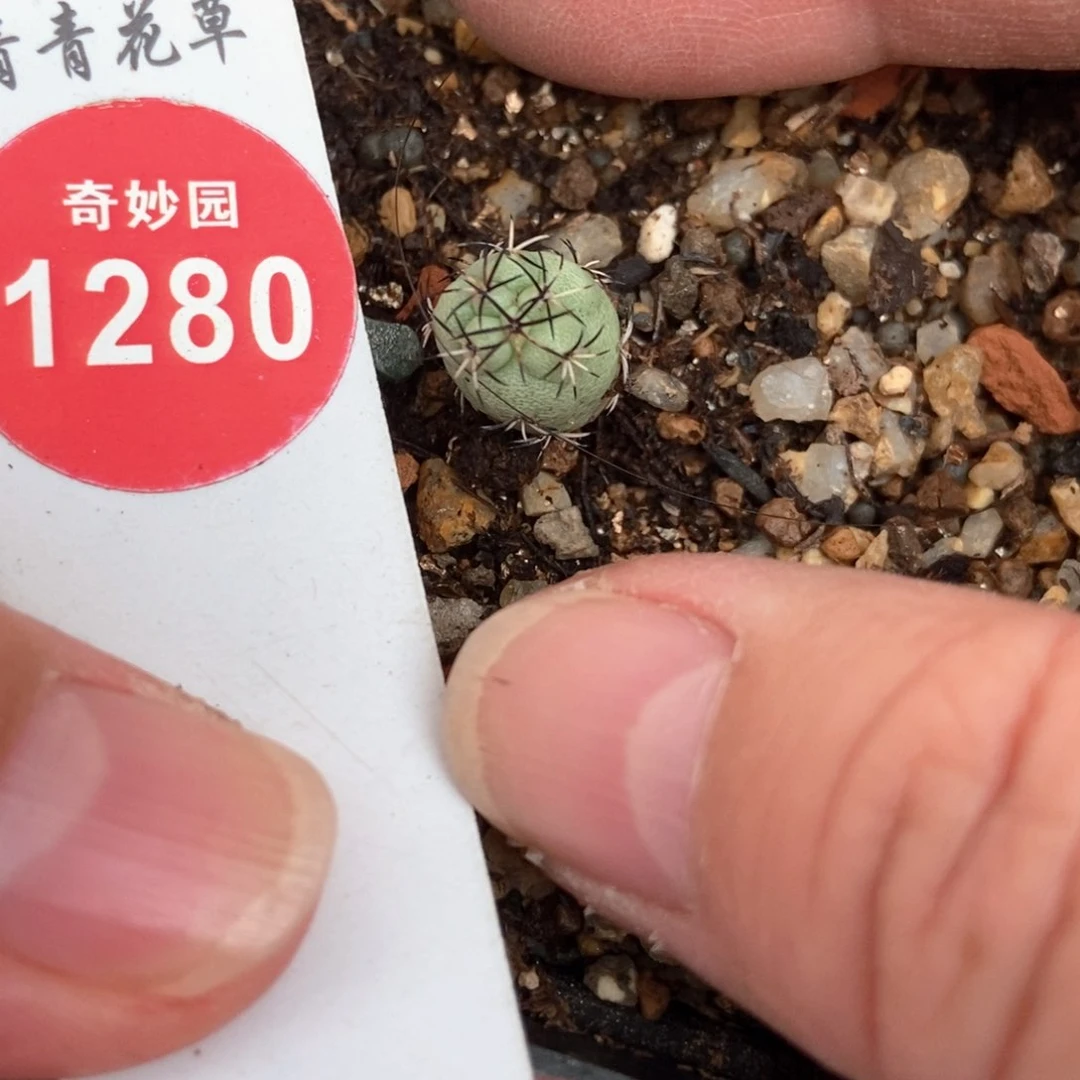 实生黑刺帝王丸一颗0.9cm