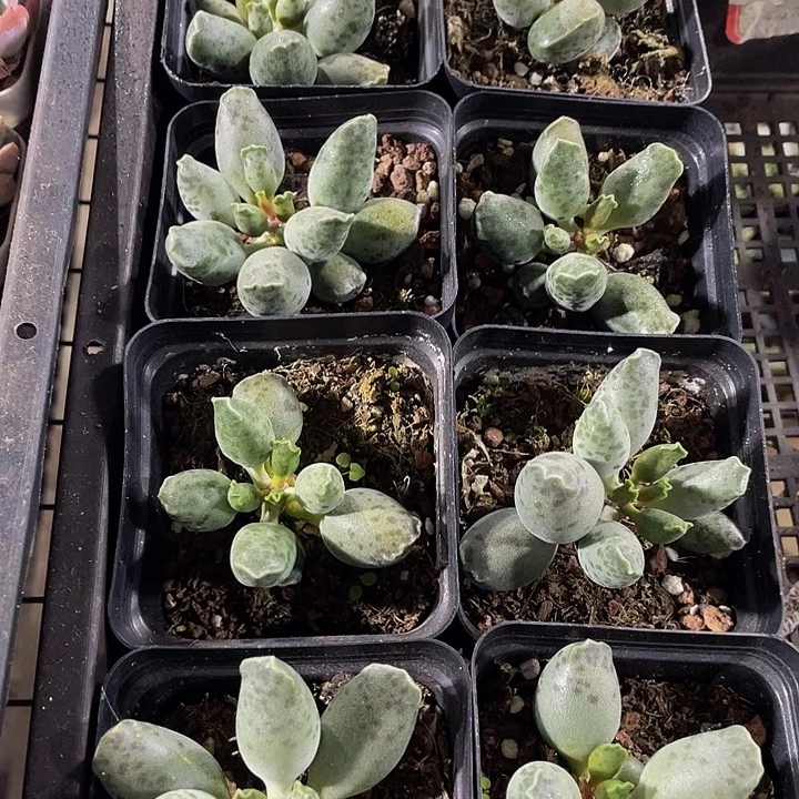 大海豹带盆土发货