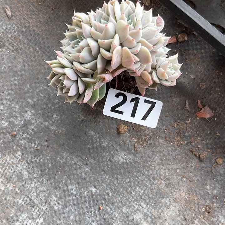 天****多肉植物一物一拍