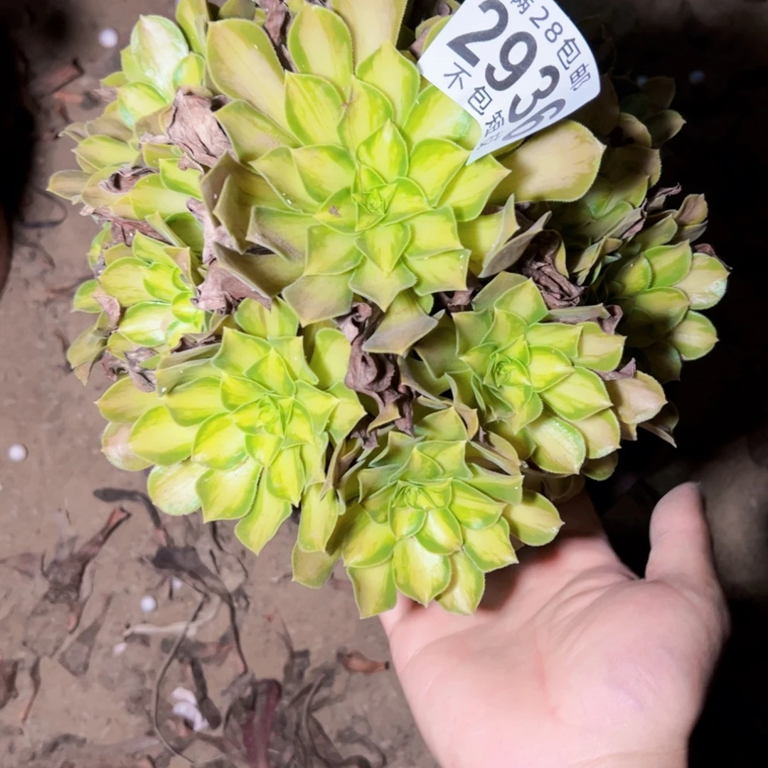 韶华多肉植物法师2936