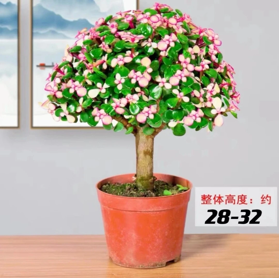 金枝玉叶老桩特大号盆栽植物爆盆室内客厅阳台绿植花卉四季易好养