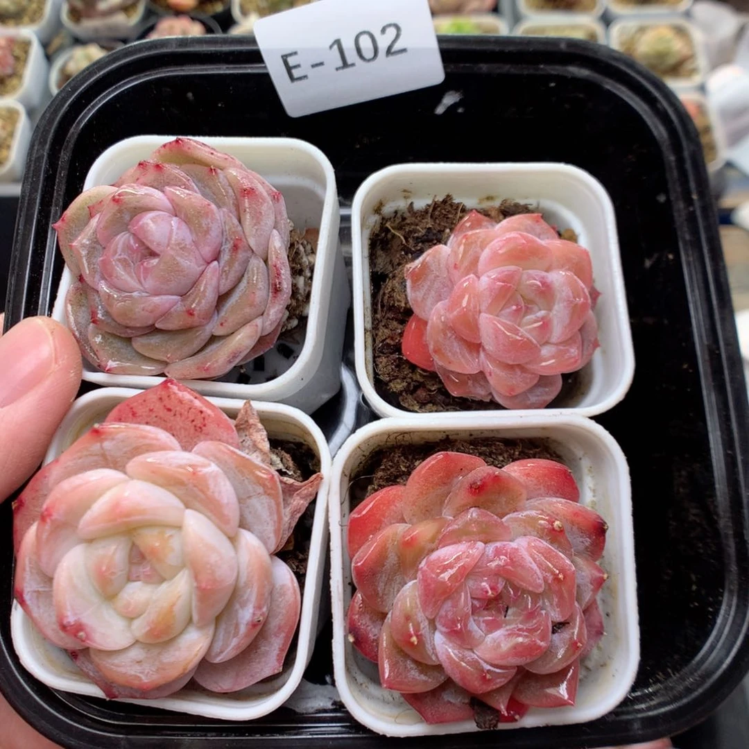 E102糖心，柿子多肉20包邮，偏远地区不发货