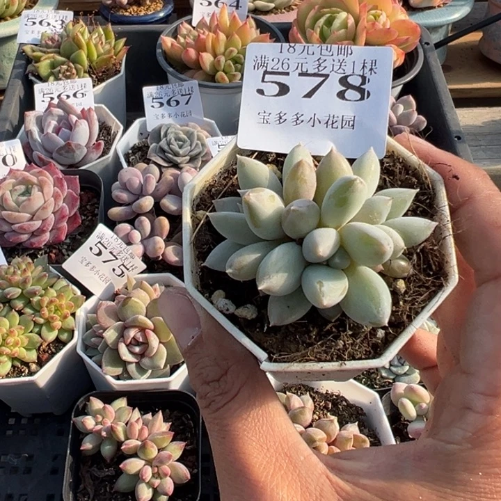 哥特萝莉三头群一物一拍多肉满18元包邮下午发货