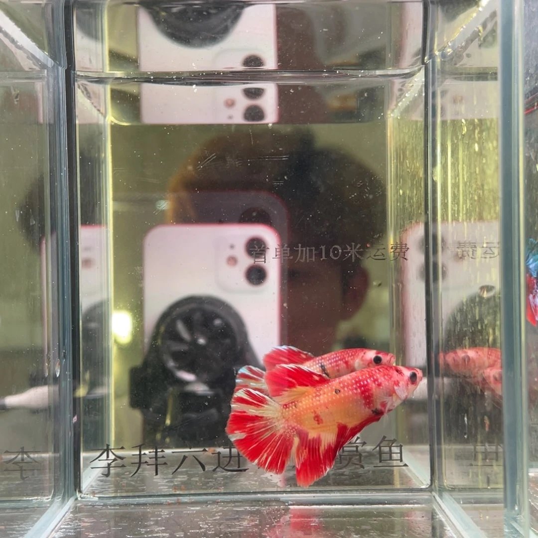 斗鱼印尼精品斗鱼75