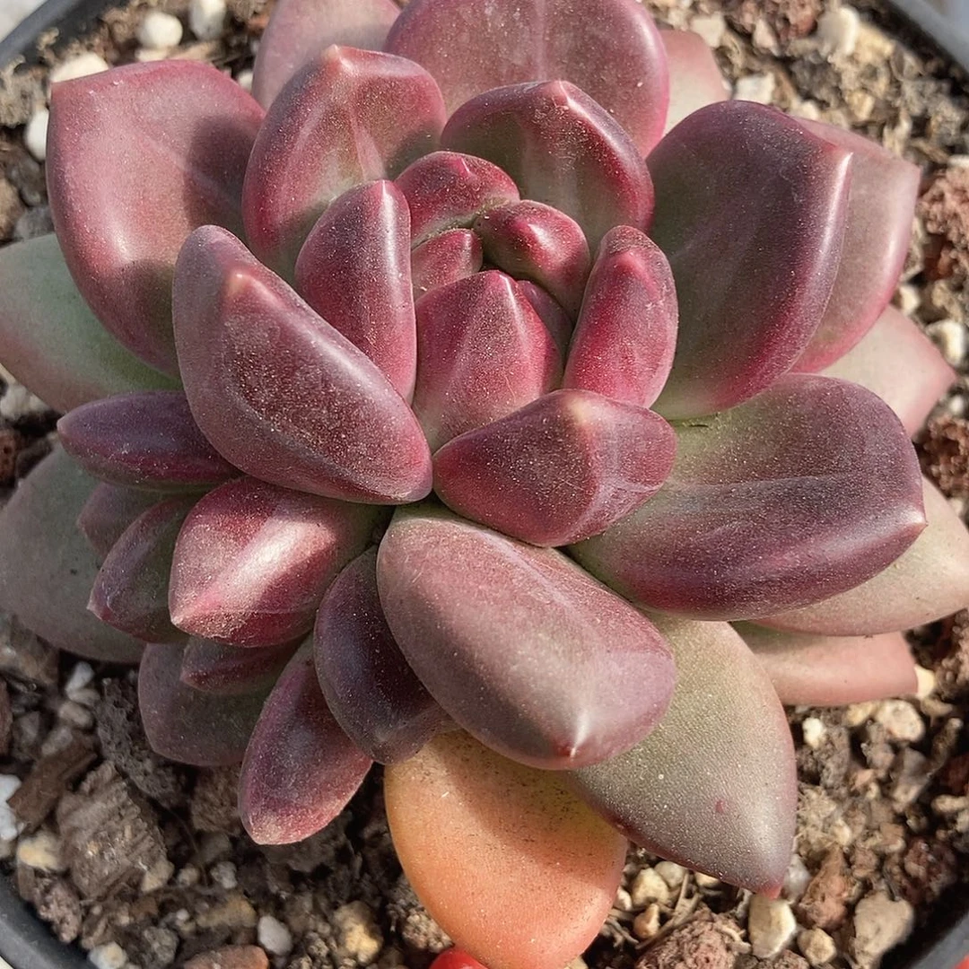 172 号一物一拍不退不换