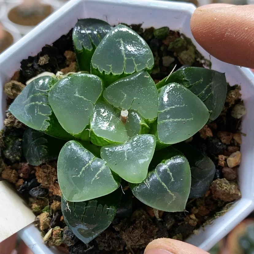 【闪购商品】134姬翠