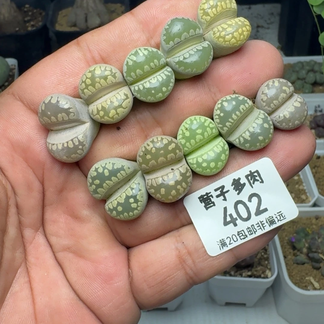 旺***财大牙