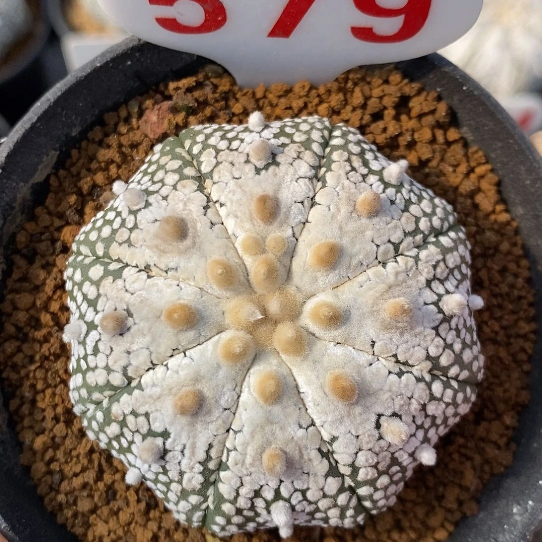 579奇迹兜系列产品的