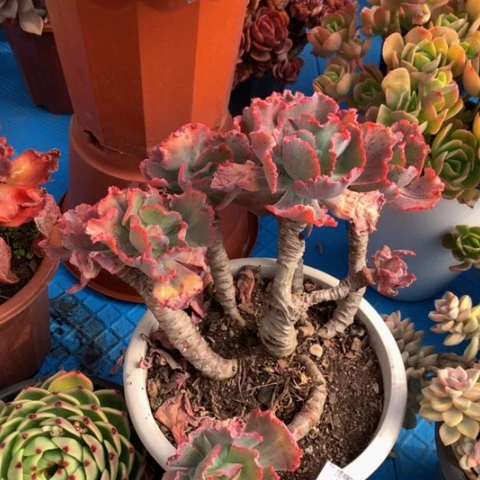 索*1183包菜多肉