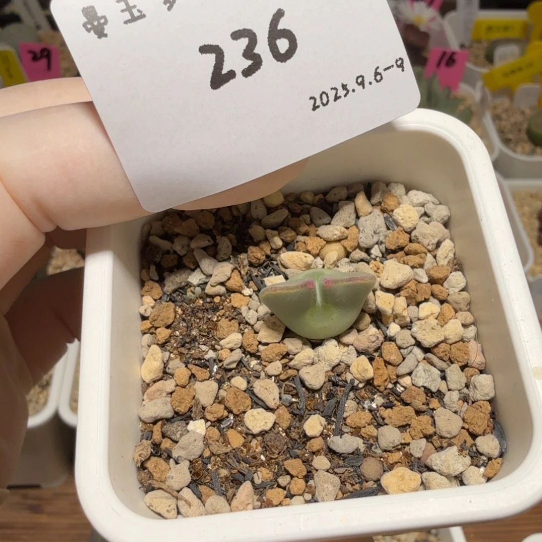 王***喵多肉多肉多肉9-236鲤鱼