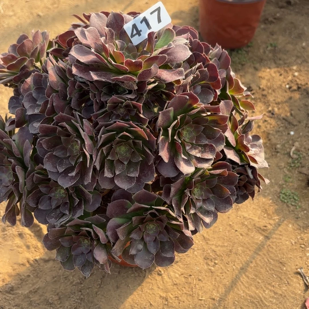 风***w417荷兰玫瑰多肉不包损