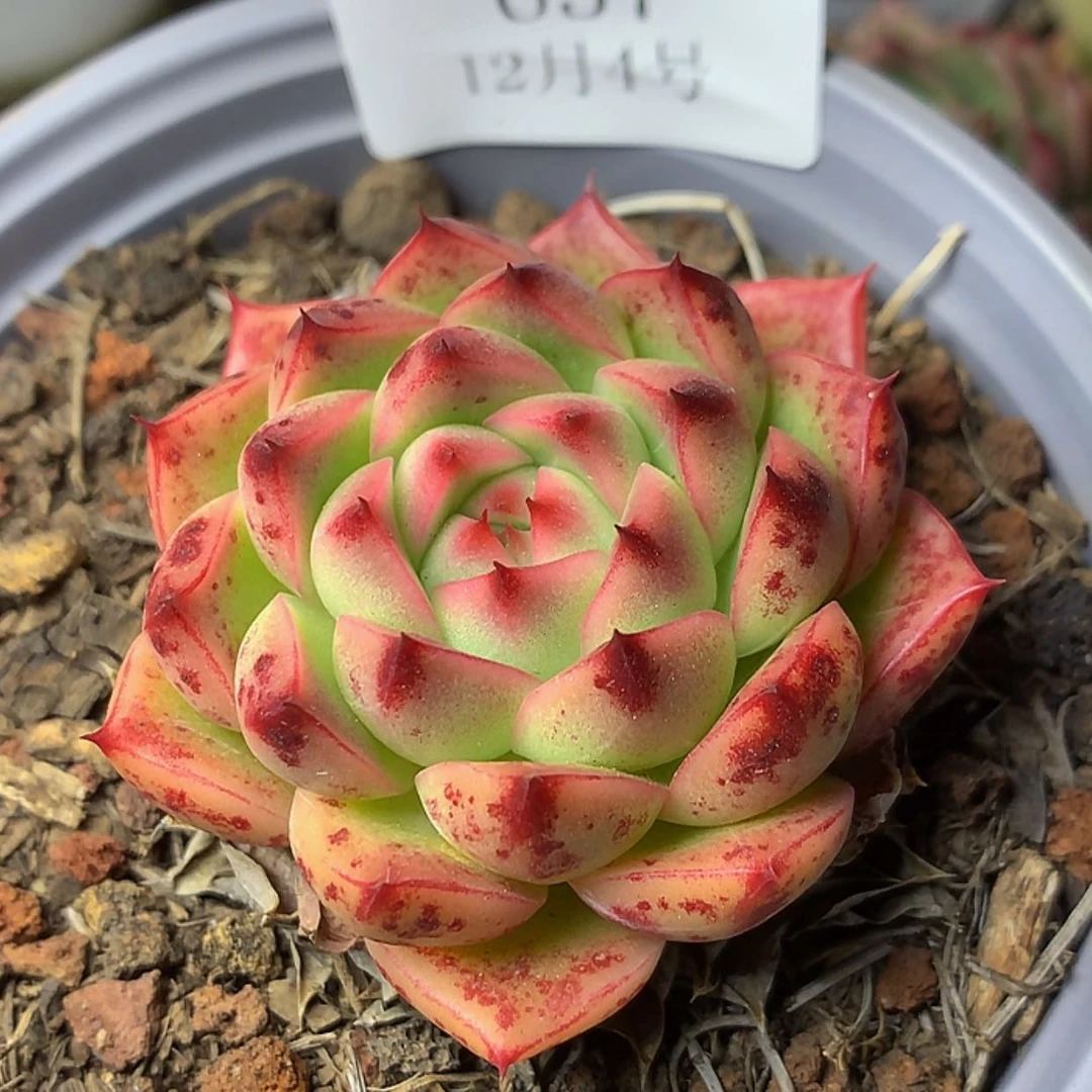 【闪购商品】云637号