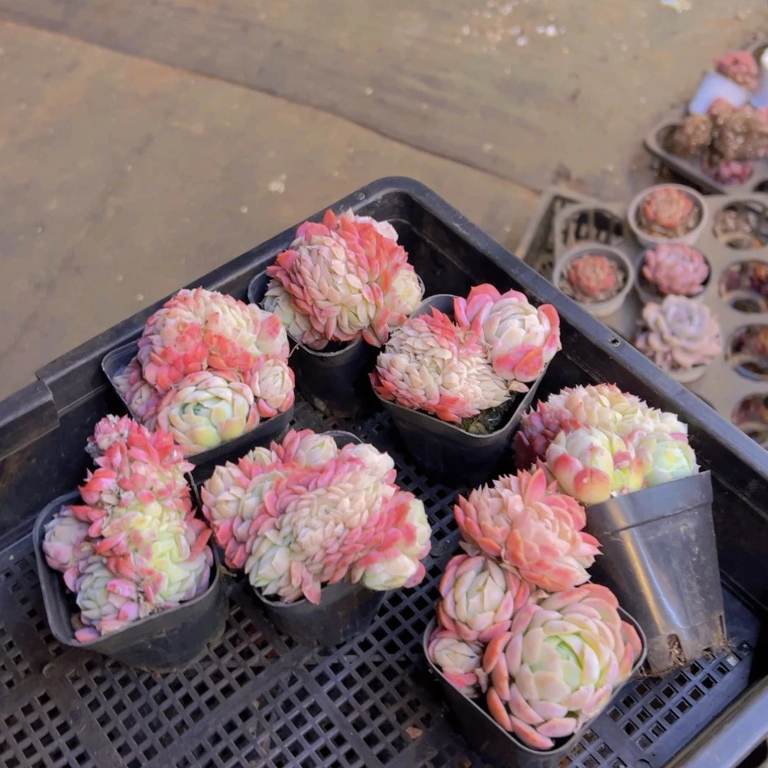 贝瑞缀化，带盆发货