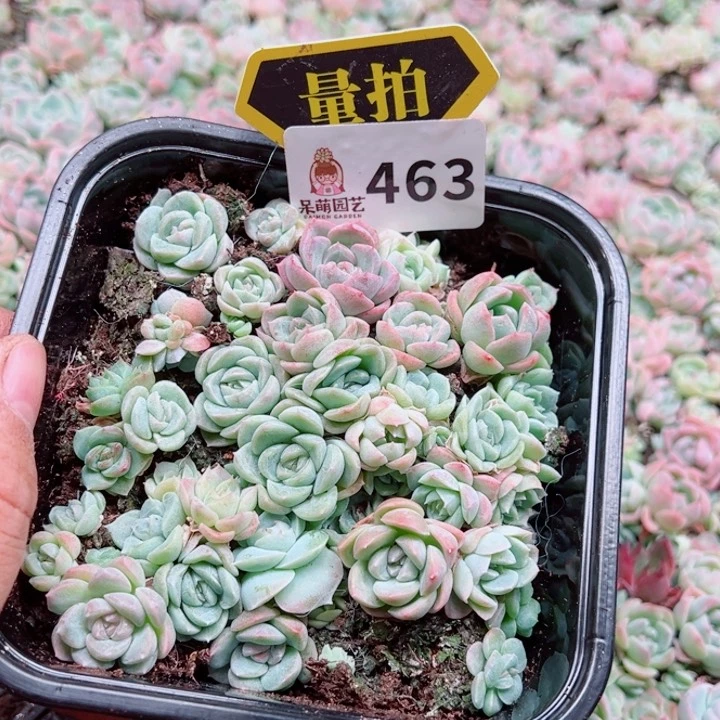 多肉植物多肉植物