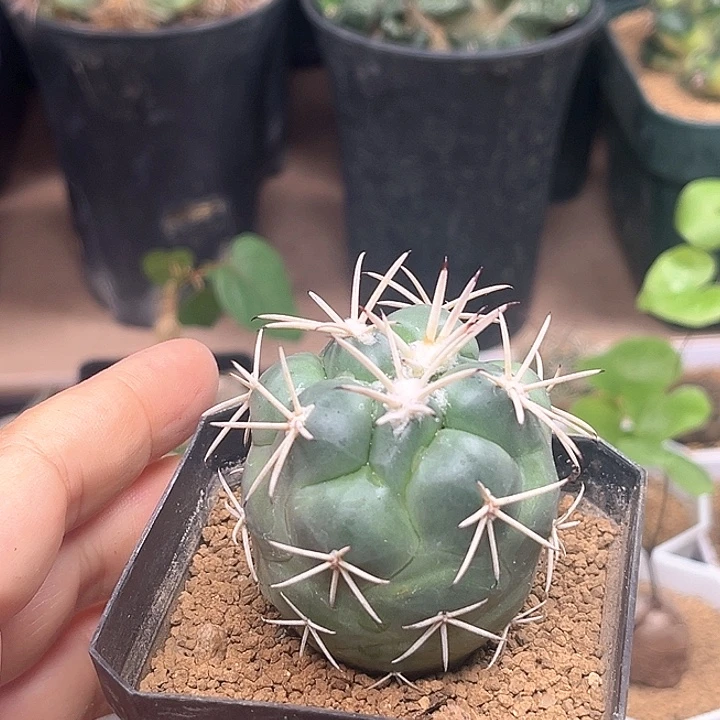 大祥冠顶花实生球4.5cm