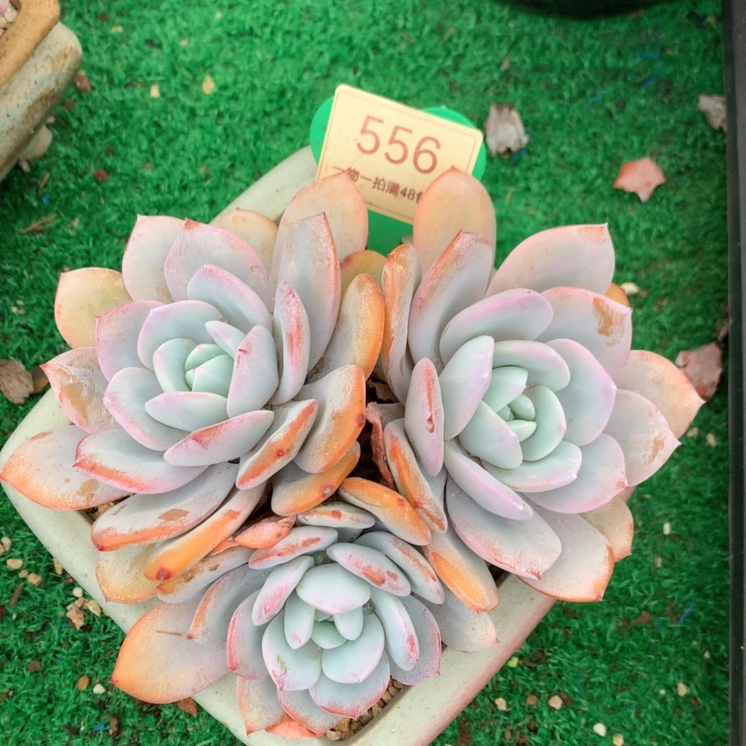 韩版奶茶老桩平头556