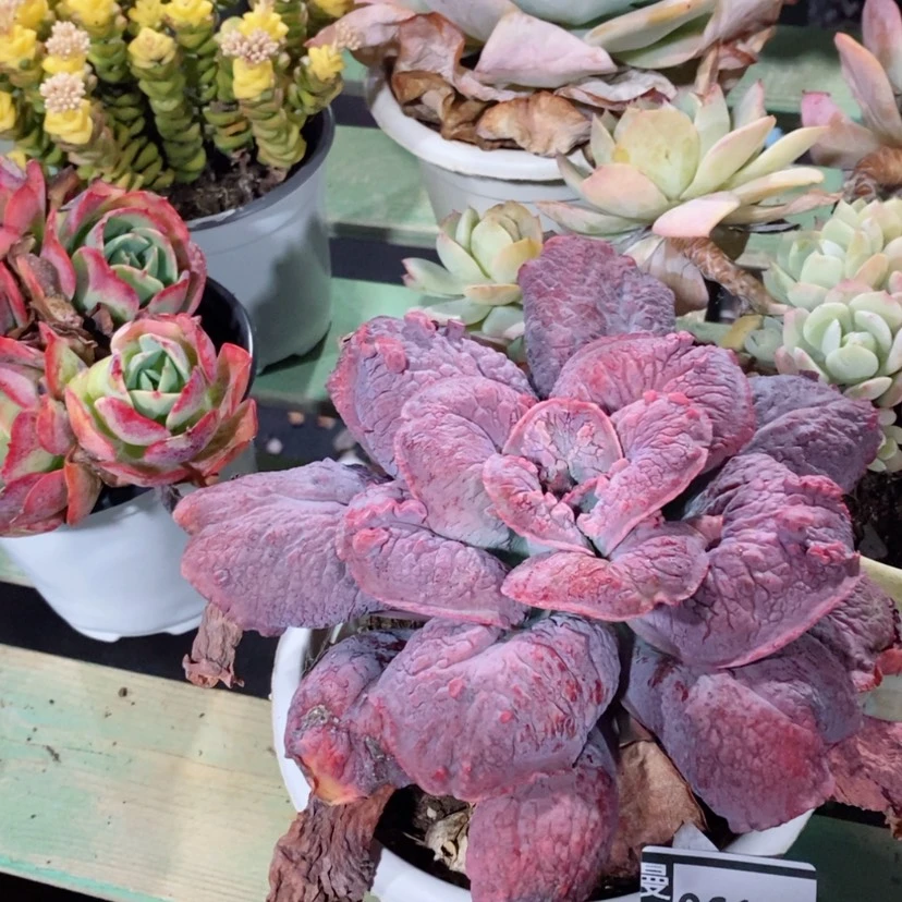 【闪购商品】小*蓝爵06134